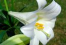 Easter Flowers
